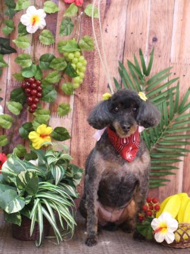 20230811ねねちゃん